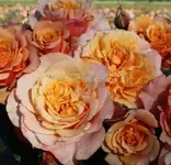 lavillacotta.webp