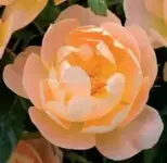 thelarkascending.webp