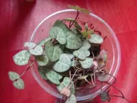 CIMG3796.webp