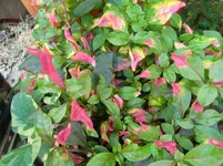 CIMG8360.webp