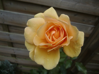 CIMG3777.webp