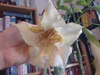 CIMG3773.webp