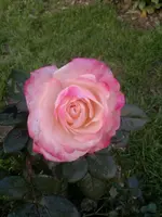 2013-11-13-183.webp