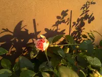 2013-11-13-188.webp