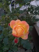 2013-11-13-202.webp