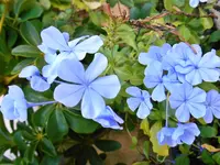 Garden-007.webp