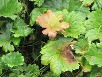 Bilda 0125.webp