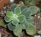 CIMG3734-2.webp