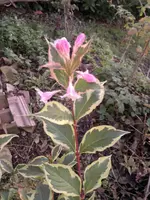 2013-11-13-189.webp