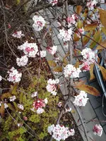 Unbekannt_0005.webp