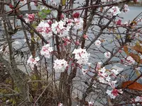 Unbekannt_0003.webp
