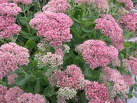 2013 054.webp