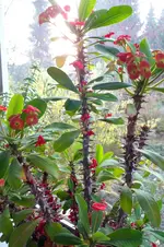 2013_1119Herbst0003christusdorn.webp
