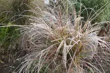 2013_1119Herbst0001.webp