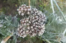 2013_1119Herbst0003.webp