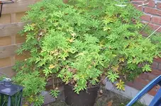 Pelargonien.webp