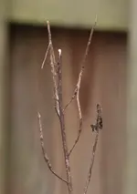 Samenstand Nachtviole.webp