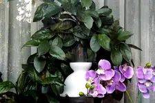 _Wachsblume Hoya.jpg