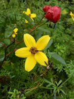 Goldmarie_2531.webp