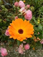 Ringelblume_2434.webp