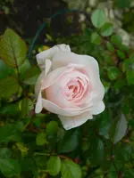 Rosen_2494.webp