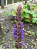 Salbei_2542.webp