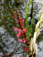 Wasserlobelie_2511.webp