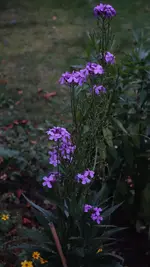 NachtvioleNovember.webp