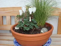 SAM_2483.webp