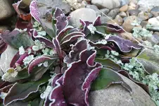 2013_1119Herbst0005.webp