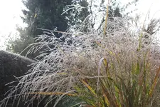 2013_1119Herbst0012.webp