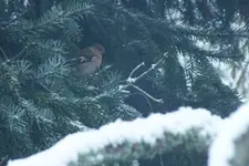 2013_1120Herbst0009 buchfink.webp