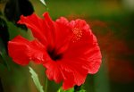 red hibiscus_1024.JPG