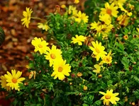 gelbe Margerite blüht immer noch_1024.webp