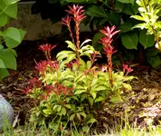 Pieris 2007-05-04-01.webp