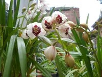 DSCN8602.webp
