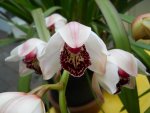 orchidee DSCN8615.jpg