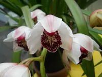 orchidee DSCN8615.webp