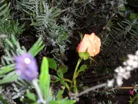 SAM_2493.webp