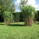 Bild 010.webp