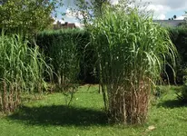 miscanthus sinensis Bild 008.webp