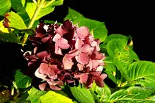 _Hortensie.webp