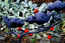 _Lampionblume.webp