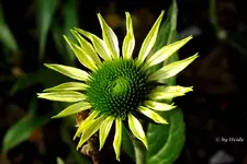 _Sohut Alba.webp