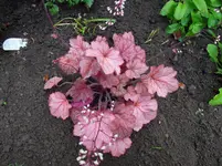 PurpurglöckchenHeuchera.webp
