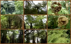 Copy of Baumfarnv.webp