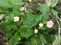 CIMG3837.webp