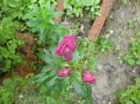 CIMG3858.webp