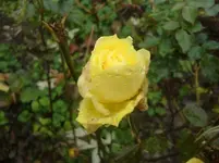 CIMG3867.webp