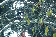 2013_1120Herbst0003 elster.webp